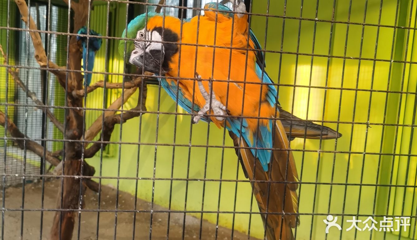 大兴野生动物园半日游