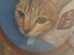 -瑞派康怡24h宠物医院·犬猫医疗中心·微创绝育(瑞景分院)