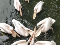 -广州长隆飞鸟乐园