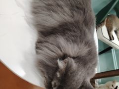-安格丽娜·狗咖·猫咖羊驼咖(春熙路百盛商场店)