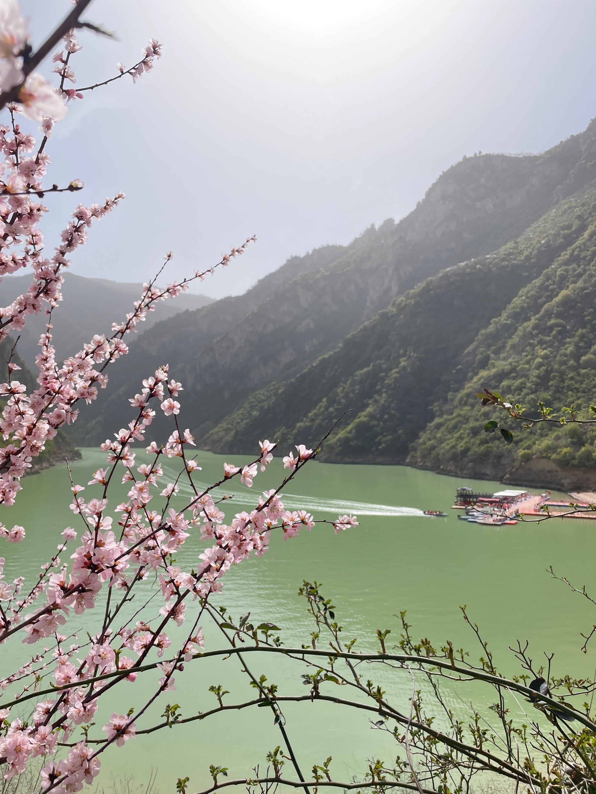 桃花的介绍风景图片图片