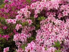 -梧桐山风景名胜区