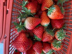 -胜丰草莓采摘园