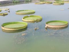 android_upload_pic-白洋淀景区