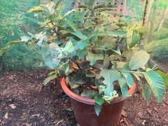 -上海大自然野生昆虫馆
