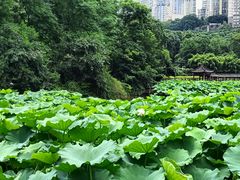 -龙头寺公园
