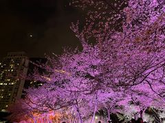 -西北湖绿化广场