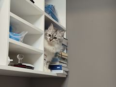 -关爱宠物医院·猫科中心·消化科(滨湖万达分院)