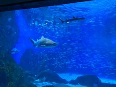 -海合安成都极地海洋公园