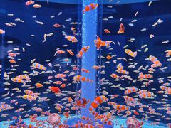 -海合安成都极地海洋公园