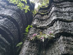 -梭布垭石林景区