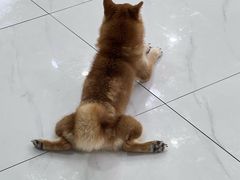 -柴源莊·柴小宠柴犬咖啡