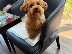 -西安浐灞艾美酒店·汉江餐厅·火锅