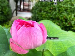 -南园(太仓市)