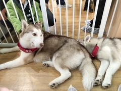 -Husky Go! 哈士奇体验馆·宠物咖啡厅狗咖