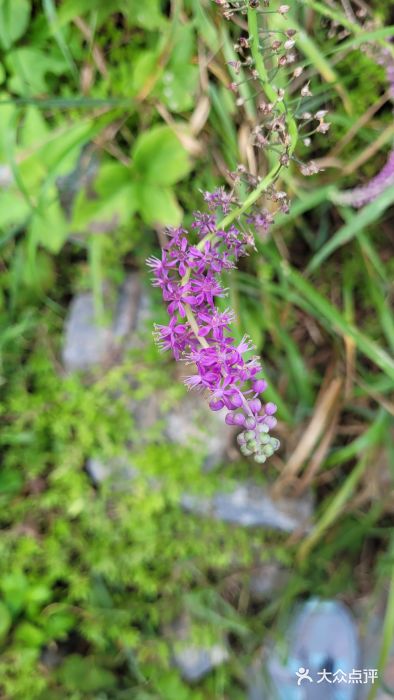 国家植物园南园图片