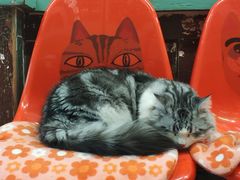 -猫咪博物馆(顶澳仔猫街店)