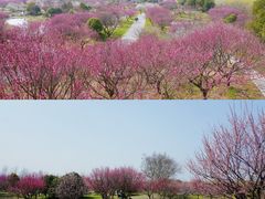 -花开海上生态园
