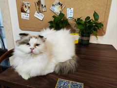 -楼上猫咖(罗湖店)