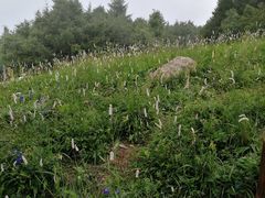 -白草畔自然风景区