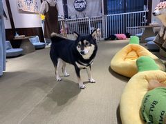 -逗柴咖啡屋·狗咖猫咖宠物桌游