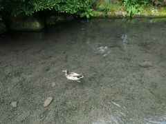 -海德公园