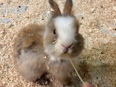 -上海大自然野生昆虫馆(东方明珠·爬宠昆虫探索中心)