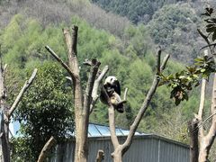 -卧龙中华大熊猫苑神树坪基地