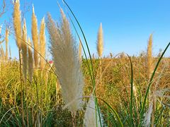 -春花秋色城市公园