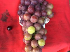 -马陆小张葡萄园农家乐