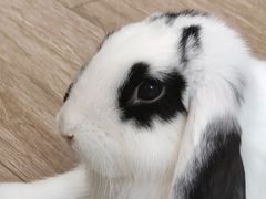 -佩兹宠物医院肿瘤专科·眼科·牙科(黄浦店)
