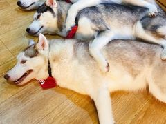 -Husky Go! 哈士奇体验馆·宠物咖啡厅狗咖