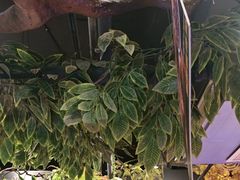 -城墙拐拐火锅(三峡广场黑金冠店)