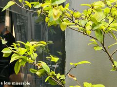 -Ocean's Table 欧舍