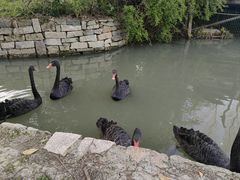 -乌村