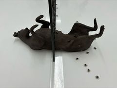 -胶囊画廊