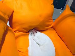 -飞行喵MR PILOT|猫舍·猫咖(静安大融城店)