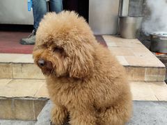 -苏记丸子汤(彭城路店)