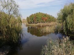 -杭州湾海上花田景区