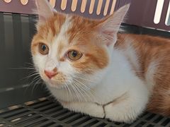 -瑞派·关忠动物医院·猫专科·犬专科(三环新城店)