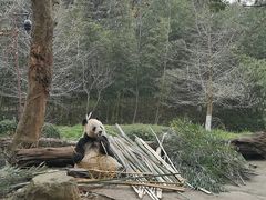 -都江堰中华大熊猫苑