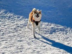 -宠乐会宠物乐园