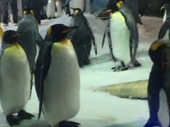 -凯莉-塔尔敦海洋生物水族馆