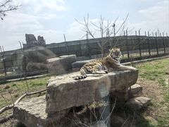 -上海野生动物园老虎餐厅