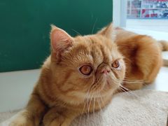 -飞行喵MR PILOT|猫舍·猫咖(静安大融城店)