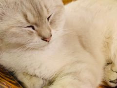 -猫色咖啡·猫咖