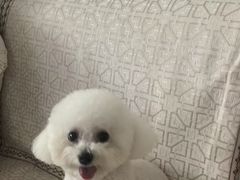 -瑞派福兴宠物医院犬猫全科·骨科·中西医结合(河东店)