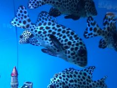 -北戴河圣蓝海洋公园