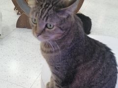 -喵园·猫主题咖啡厅·撸猫·猫咖(国贸店)