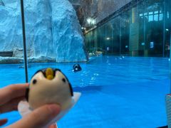 -帝企鹅自助餐厅•儿童岛•真企鹅(长隆企鹅酒店)